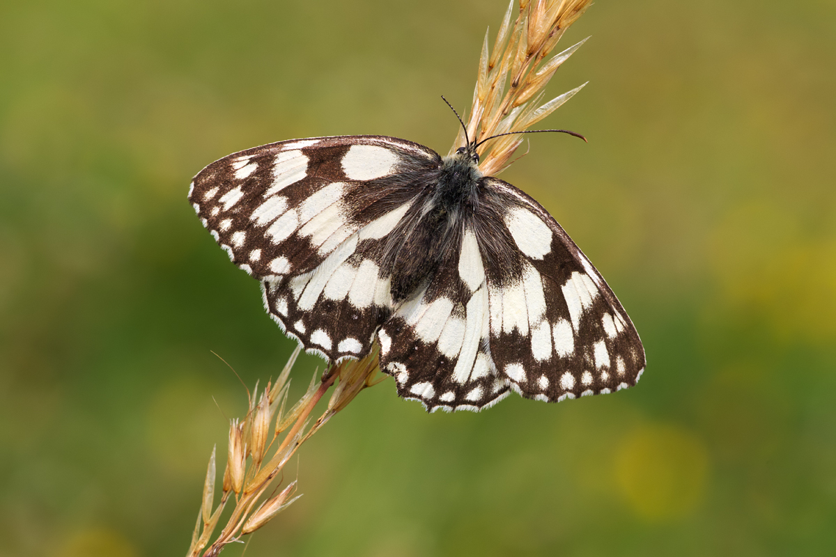 Marbled White 2